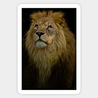 Lion, Waiting Sticker